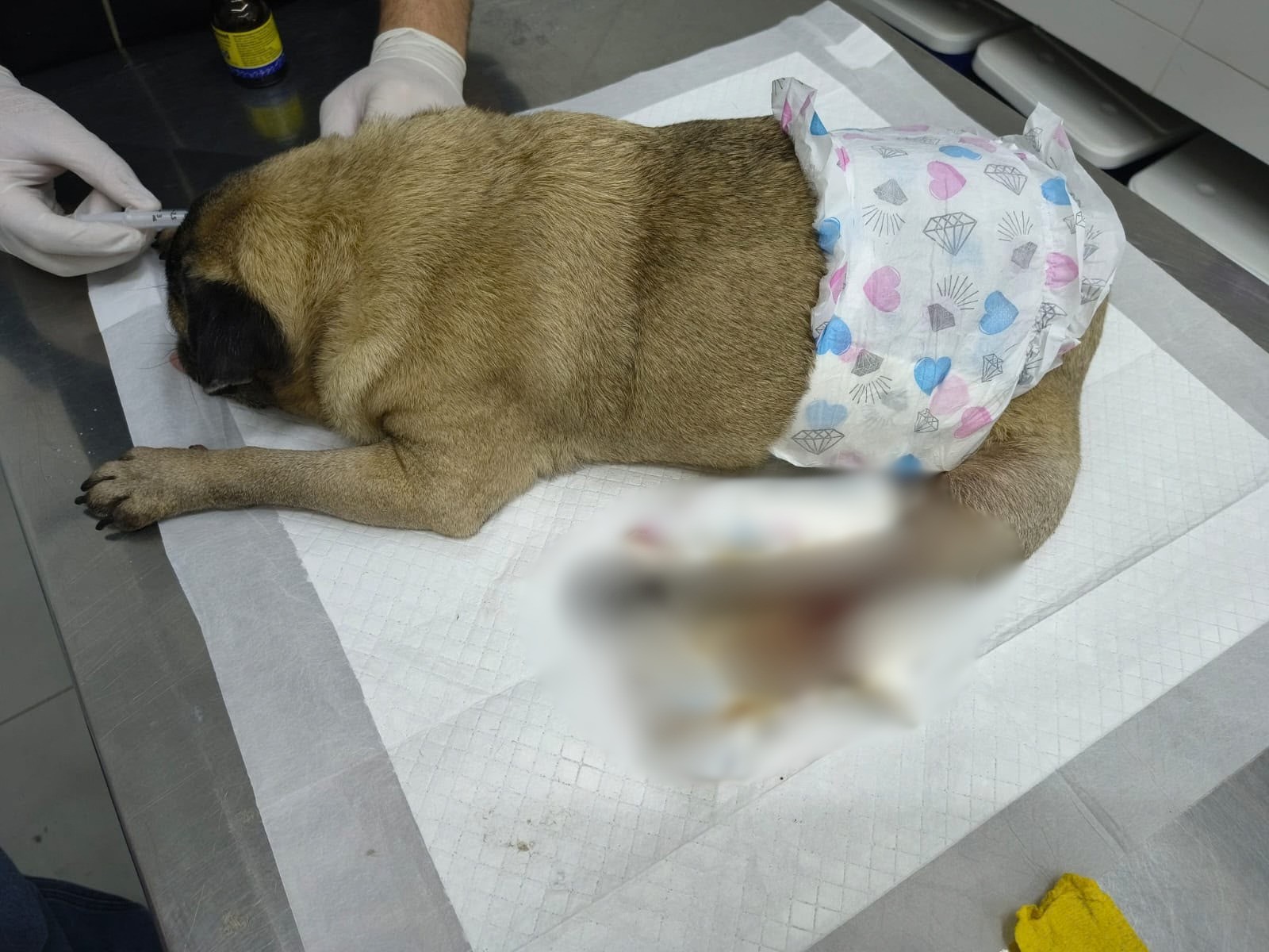 Mulher é presa suspeita de maus-tratos a cachorro encontrado com pata separada do corpo em Americana