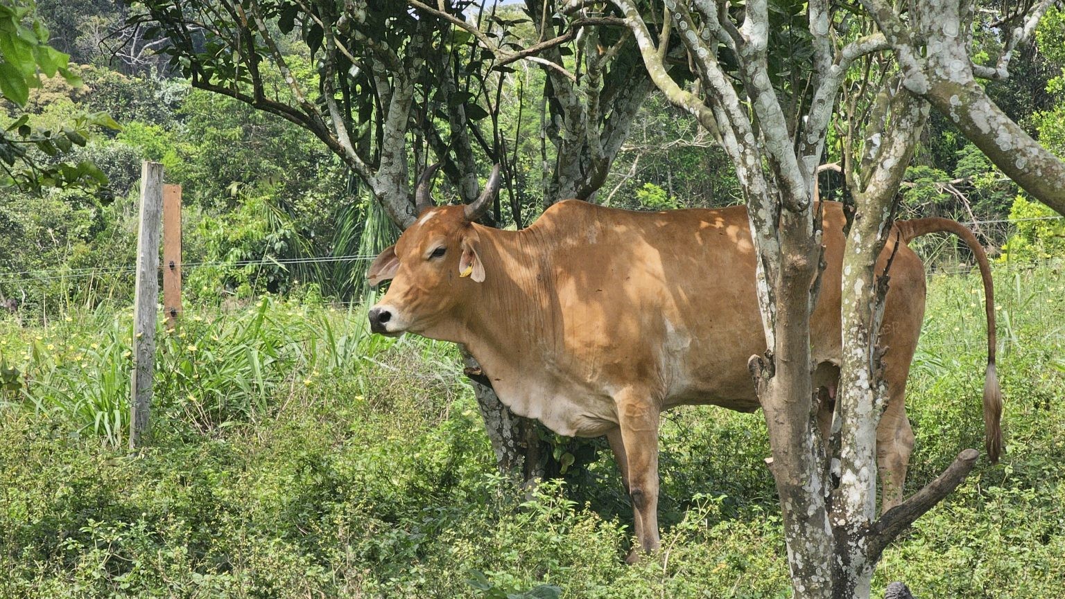 Vacinação contra raiva se torna obrigatória em Apuí após caso ser confirmado em um animal, no AM