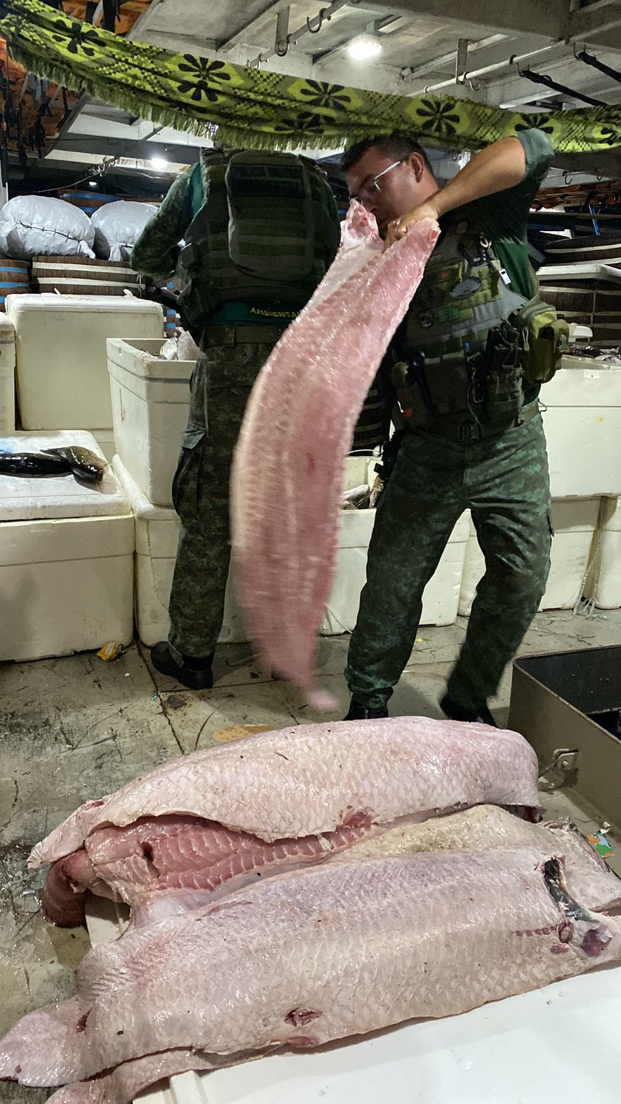 Cerca de 1,5 tonelada de pescado ilegal é apreendida em embarcação no AM