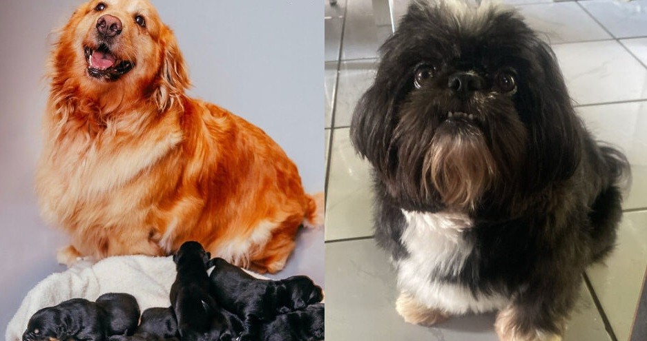 Filhotes de golden retriever com shih tzu completam 2 meses com diferenças de tamanho e pelagem