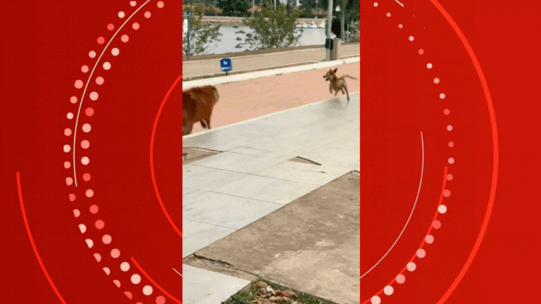VÍDEO: vira-lata brinca de 'pega-pega' com capivara em parque de Cuiabá