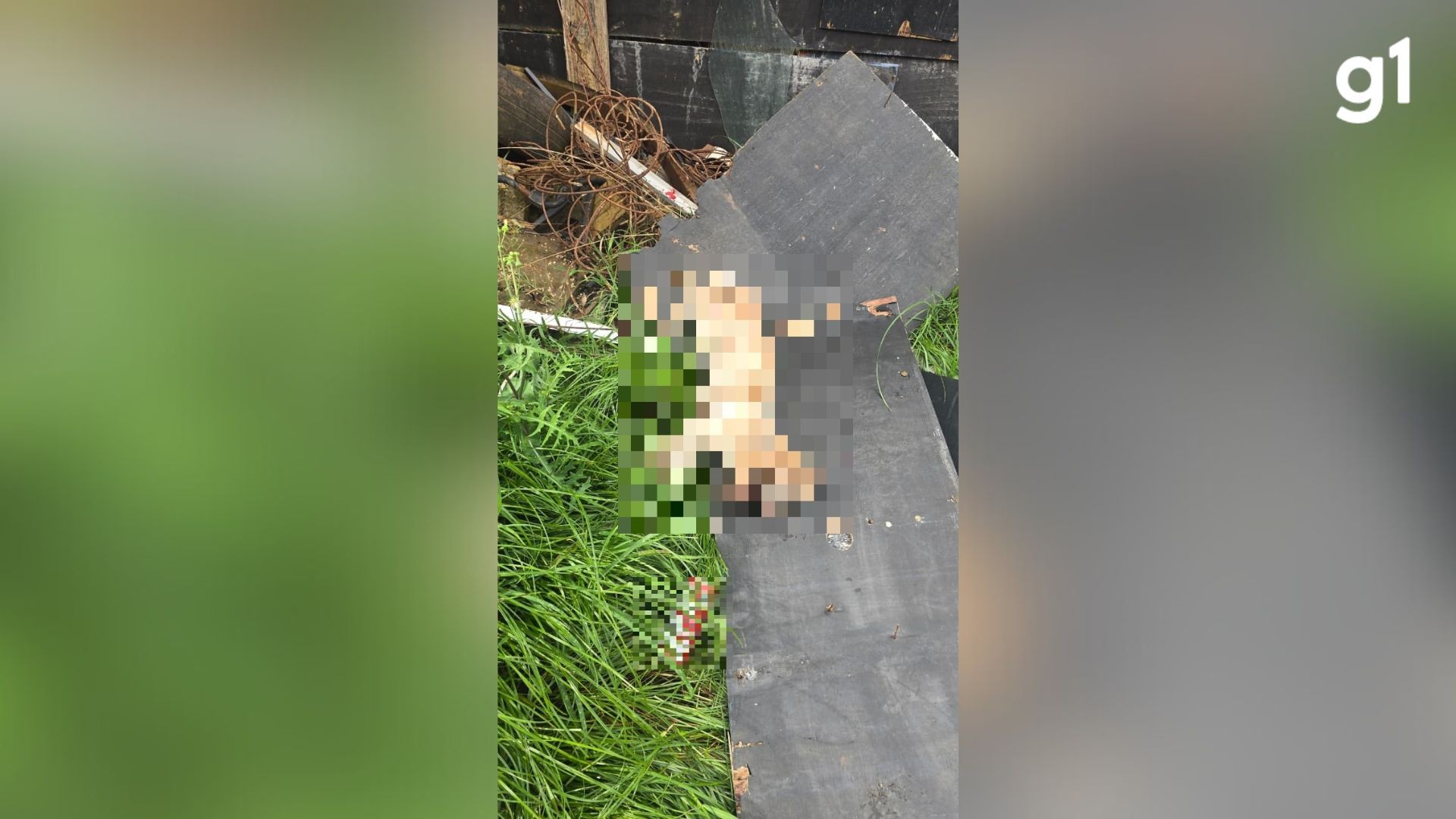 Dono de casa invade imóvel e espanca cachorro da inquilina até a morte em Passo Fundo, diz polícia; ele foi preso