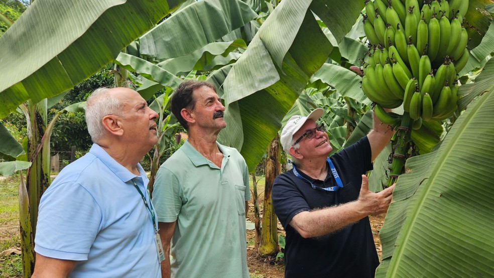 Bananeiras da espécia Ambrosia dão frutos mais doces e produzem cachos mais pesados no Espírito Santo. — Foto: Divulgação/Incaper