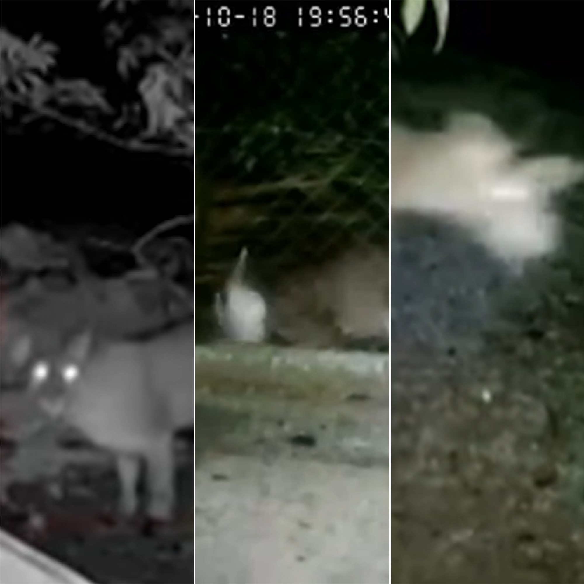 VÍDEO: Onça é flagrada atacando patos em chácara da Grande BH