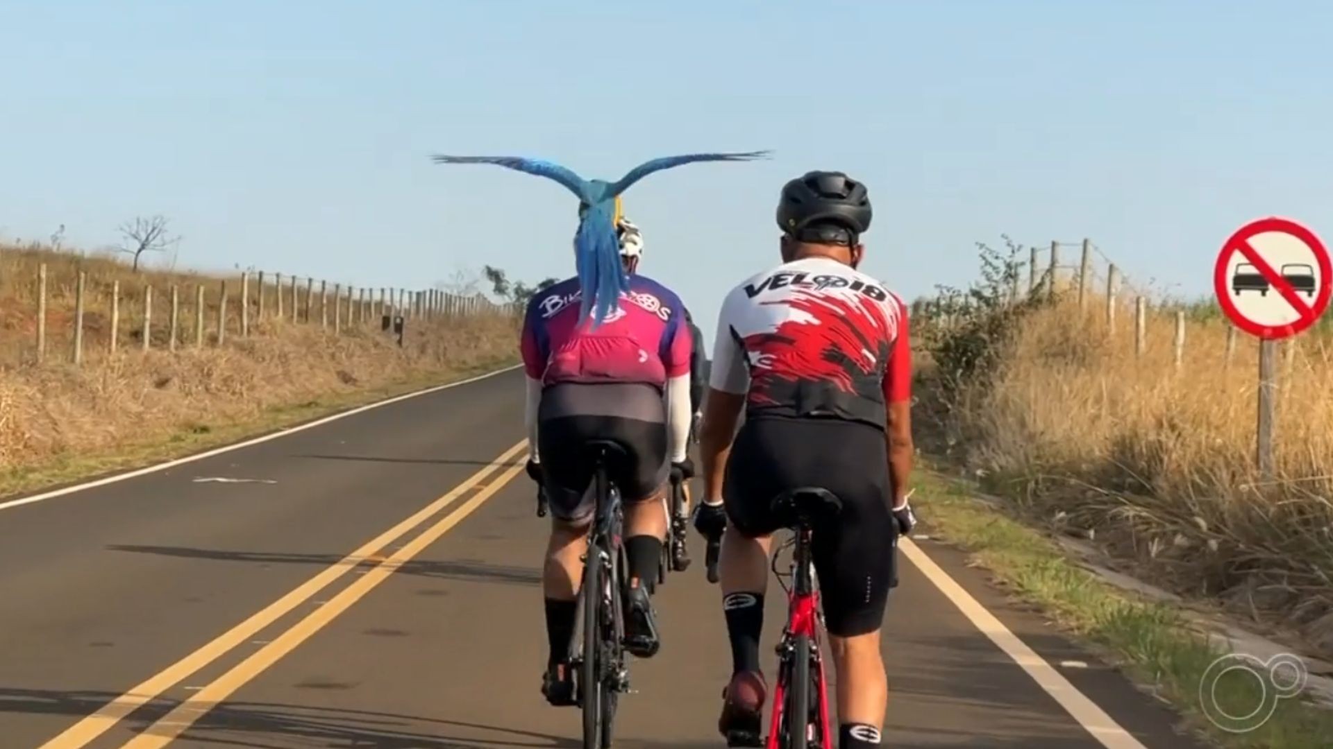 Arara-azul acompanha e pousa em capacete de ciclistas durante pedal em estrada do interior de SP: 'Presente de Deus'