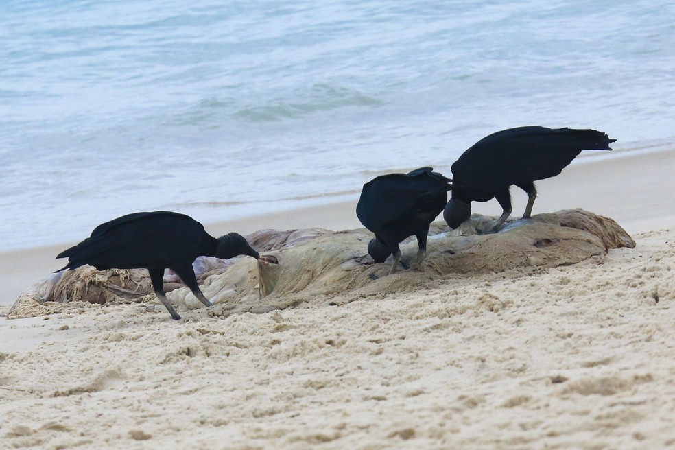 Urubus se alimentam de restos de baleia morta na Barra — Foto: Fabrício Pioyani/ AgNews