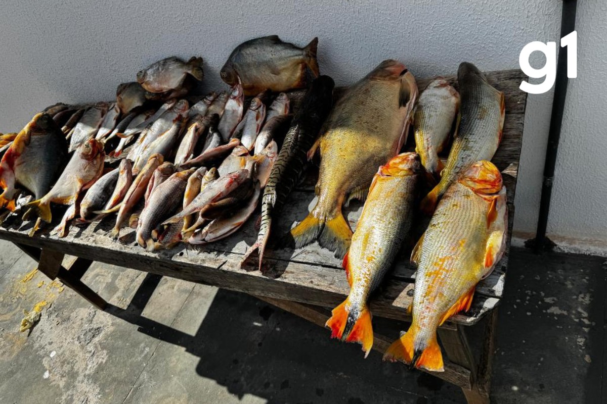 Pescador profissional é preso suspeito de vender peixes de espécies proibidas em Várzea Grande (MT)