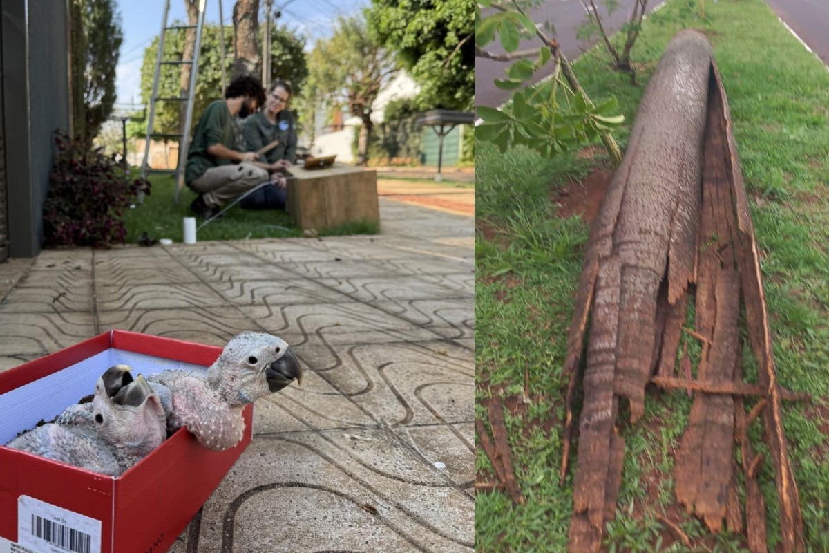 Sem ninho e com ovos perdidos: filhotes de araras são afetados por temporais em MS