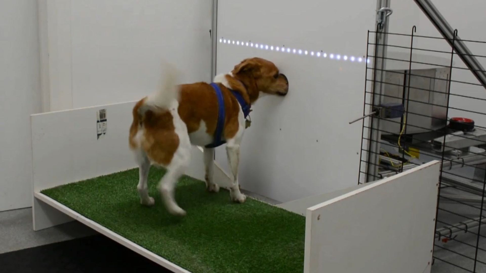 Cães são treinados para farejar câncer e tuberculose em pesquisa inédita no país