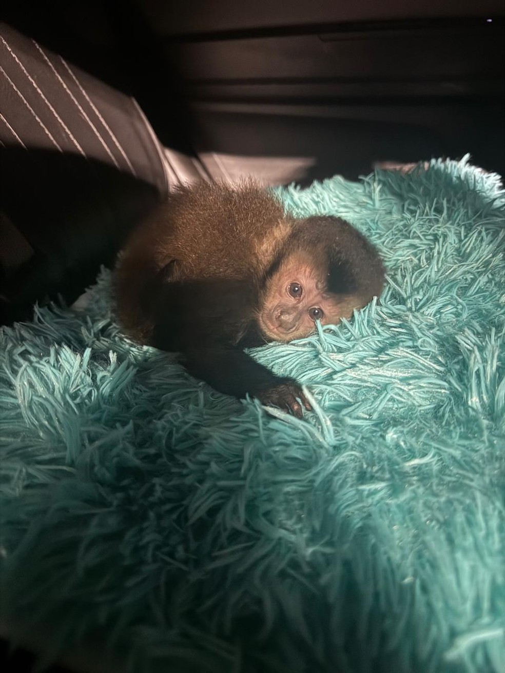 Filhote de macaco-prego é resgatado na Via Dutra, em Itatiaia — Foto: Divulgação/PRF