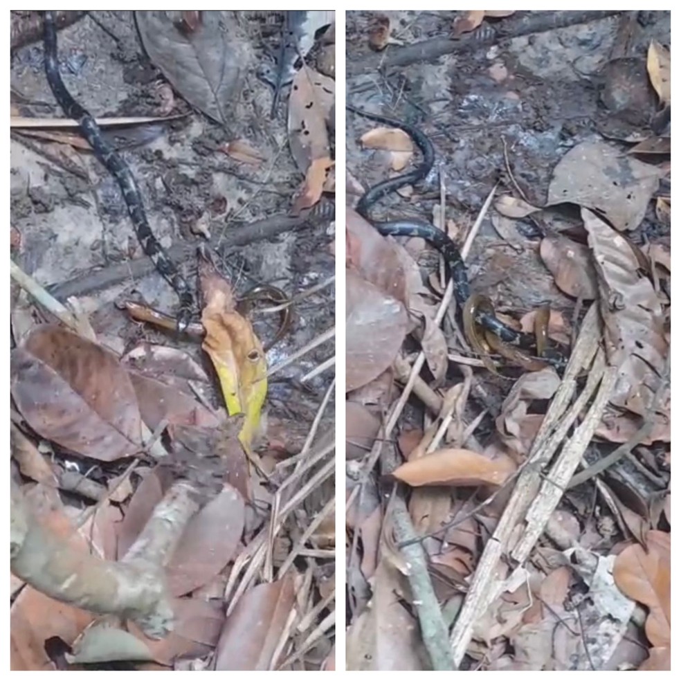 Cobra-cipó ataca lagarto sem patas em RO — Foto: Matheus Afonso