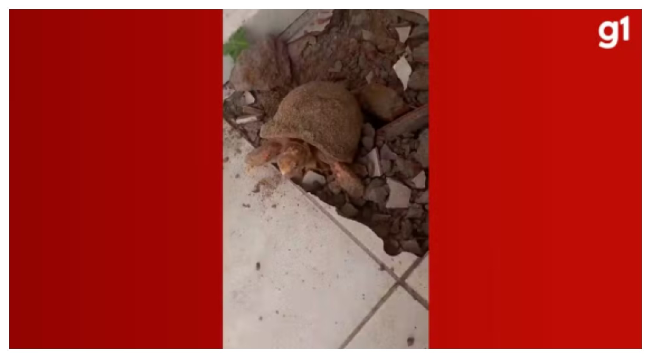 Bombou no g1: Mulher encontra jabuti vivo embaixo do piso 10 anos após reformar casa