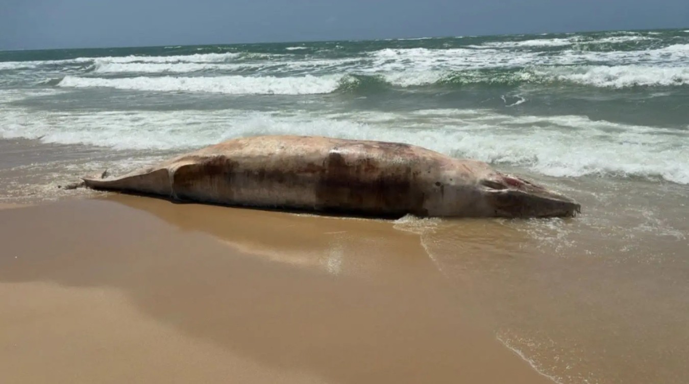 Baleia de 6 metros encalha e é encontrada morta em praia de Paracuru
