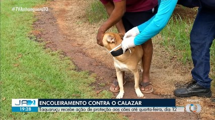 Encoleiramento contra calazar é realizado em Taquaruçu até esta quarta-feira (12)