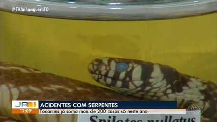 Tocantins registrou mais de 200 casos de picadas de serpentes em 2026; confira