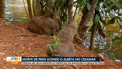 Visitantes não devem alimentar animais silvestres no Parque Cesamar