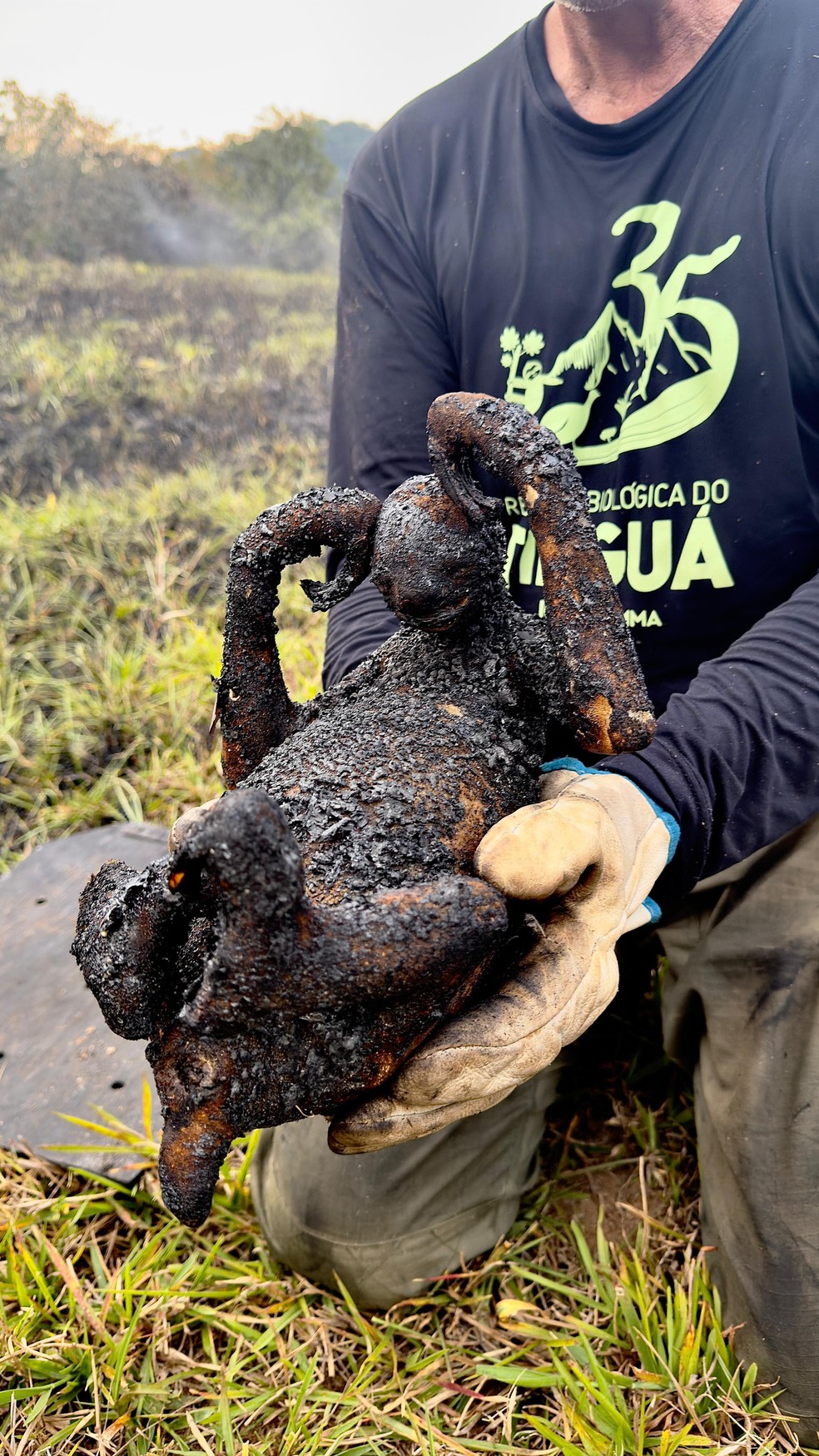 Bicho-preguiça estava em uma área queimada da Reserva Biológica do Tinguá. — Foto: Reprodução ICMBio - APA Petrópolis