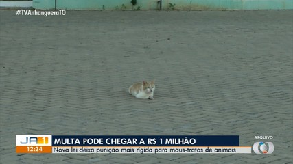 Entenda a nova lei para maus-tratos de animais