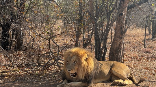 Leão mata homem em alojamento de luxo durante safari na Namíbia