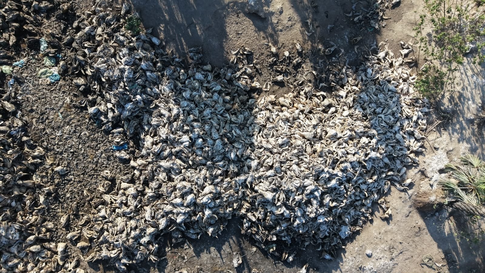 População denuncia descarte irregular de animais mortos em área de vegetação em Caucaia