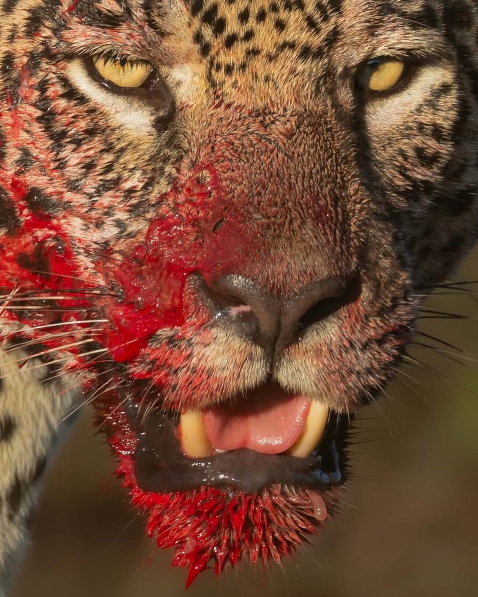 Aracy após caça no Pantanal. — Foto: Bruno Sartori