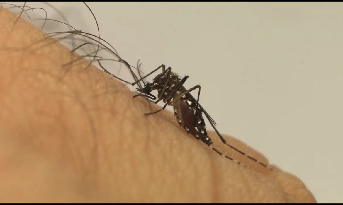 Dengue: DF tem 77 mortes pela doença, diz Ministério da Saúde 