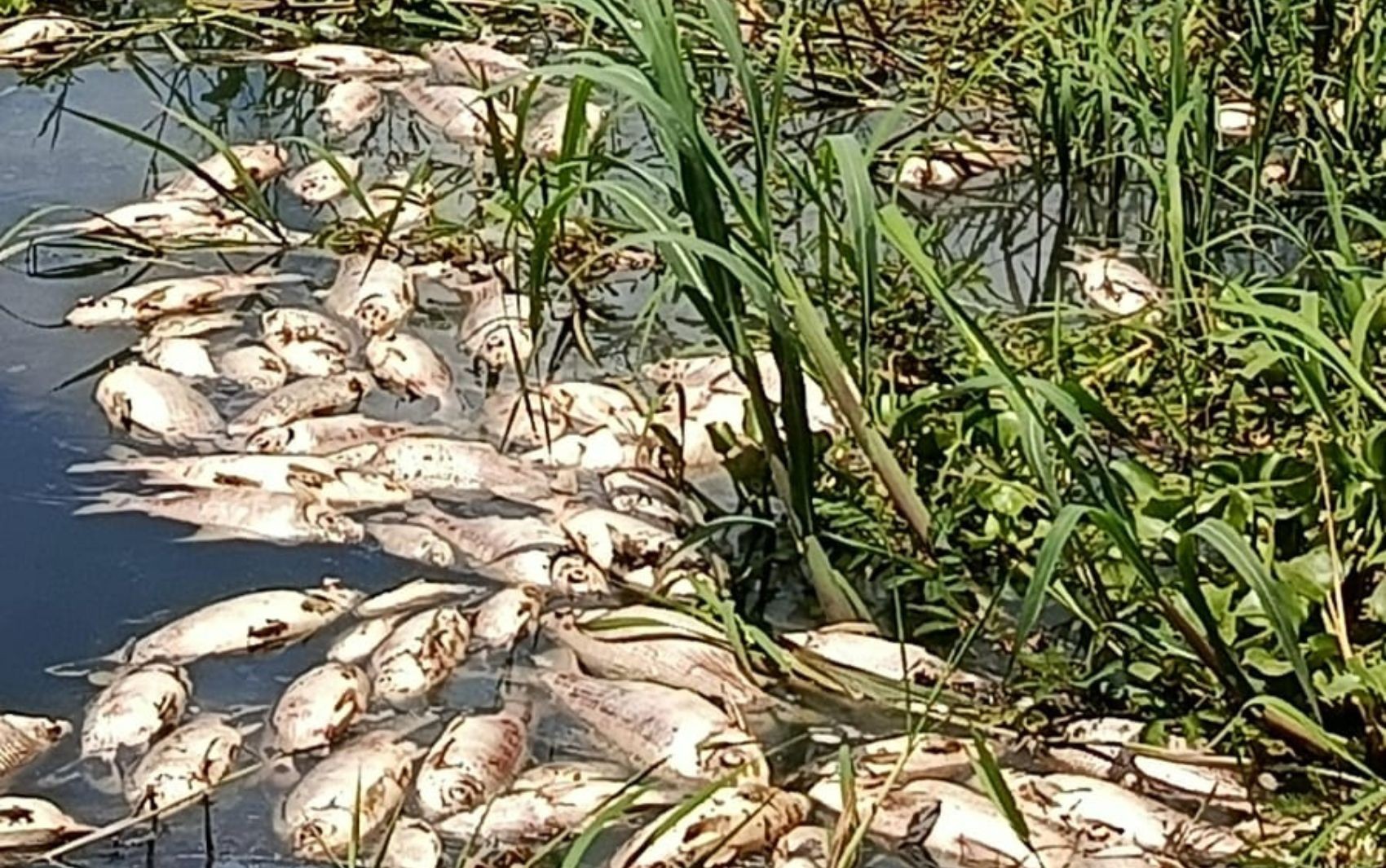 ‘A impressão é que estamos em um canal de esgoto’, diz secretário de meio ambiente após encontrar peixes mortos em rio de Pirambu