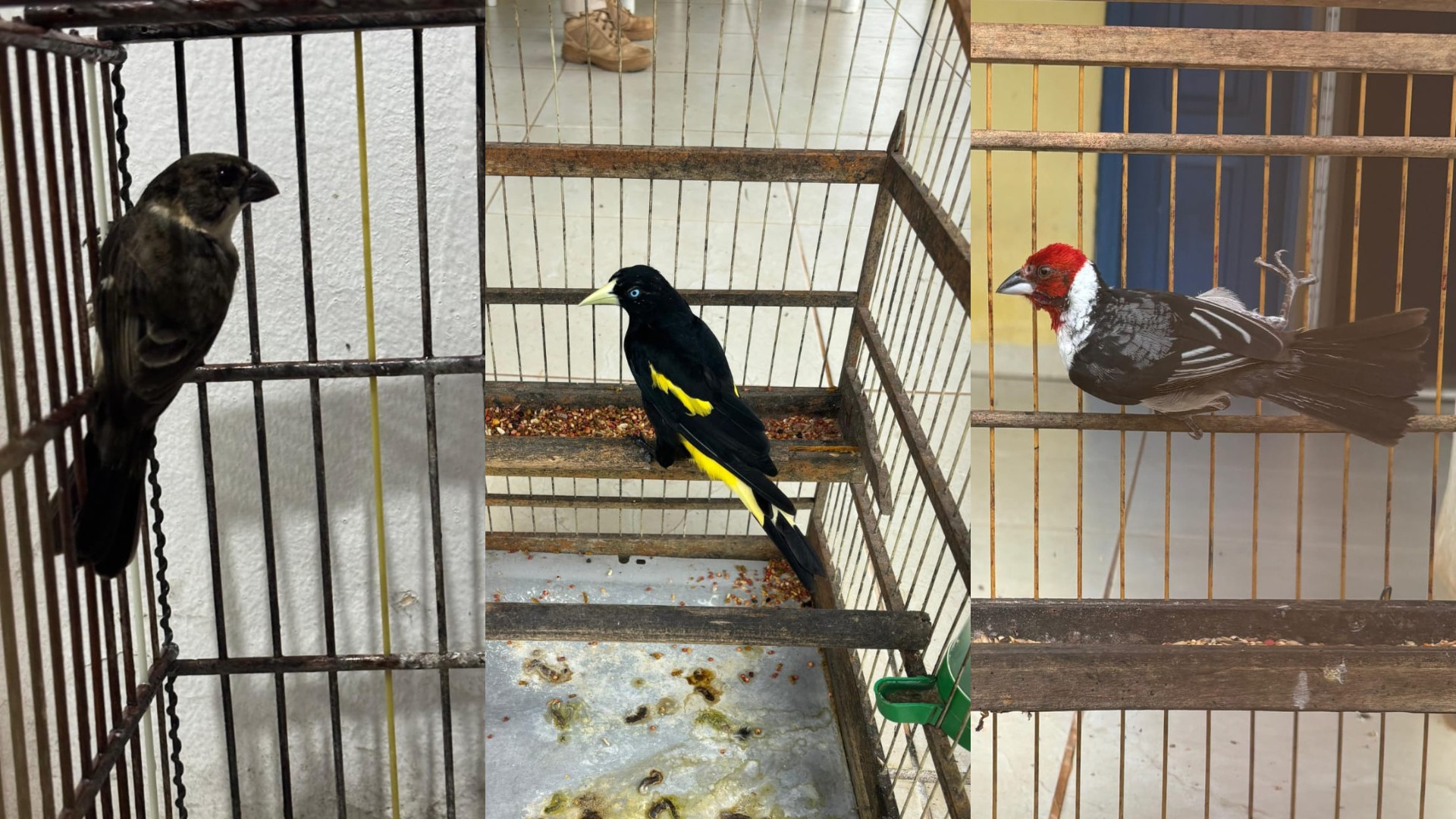 Operação da PRF apreende 27 animais silvestres e prende 14 pessoas por crimes contra o meio ambiente no MA