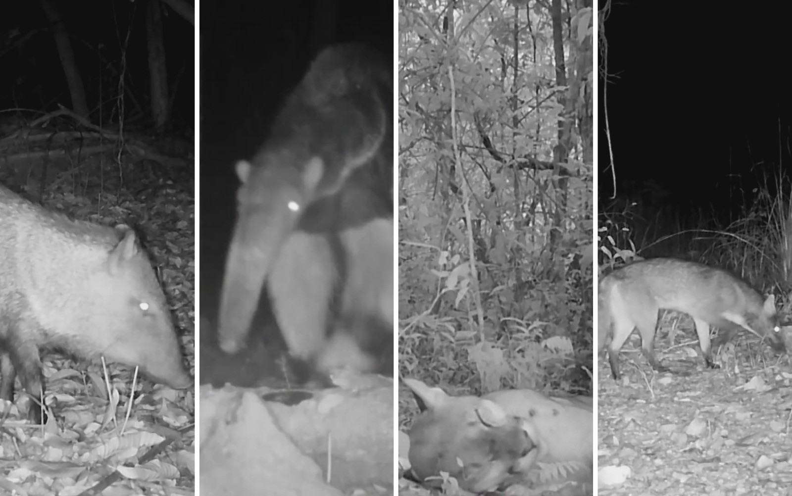 Onças brincando com câmera, deitando e rolando e coelho brasileiro passeando: câmera registra flagrantes raros de animais em Goiás; vídeo