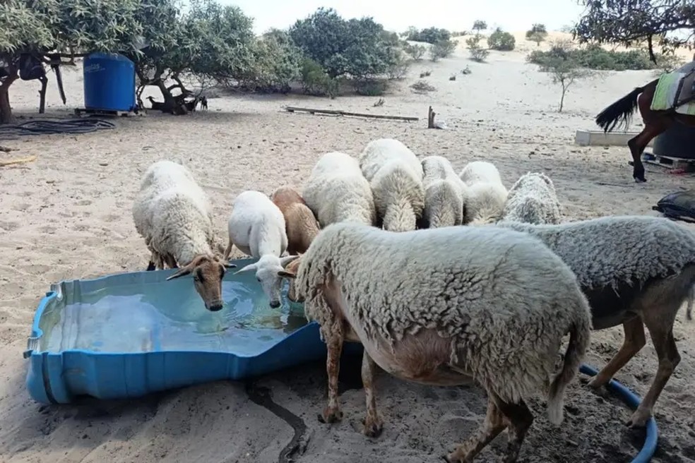 A comunidade camponesa de Catacaos vive principalmente da criação de gado, da apicultura e do cultivo agrícola. — Foto: Cortesia da comunidade de Catacaos via BBC