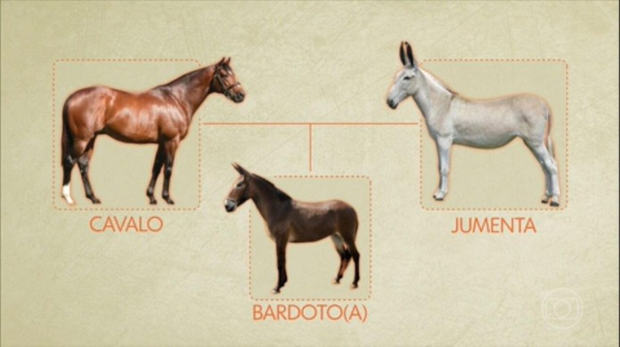 JOGO DO BURRO » O Ponney