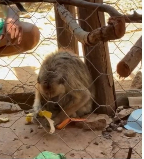 Macaco bugio é resgatado por policiais militares em cativeiro ilegal no oeste da Bahia