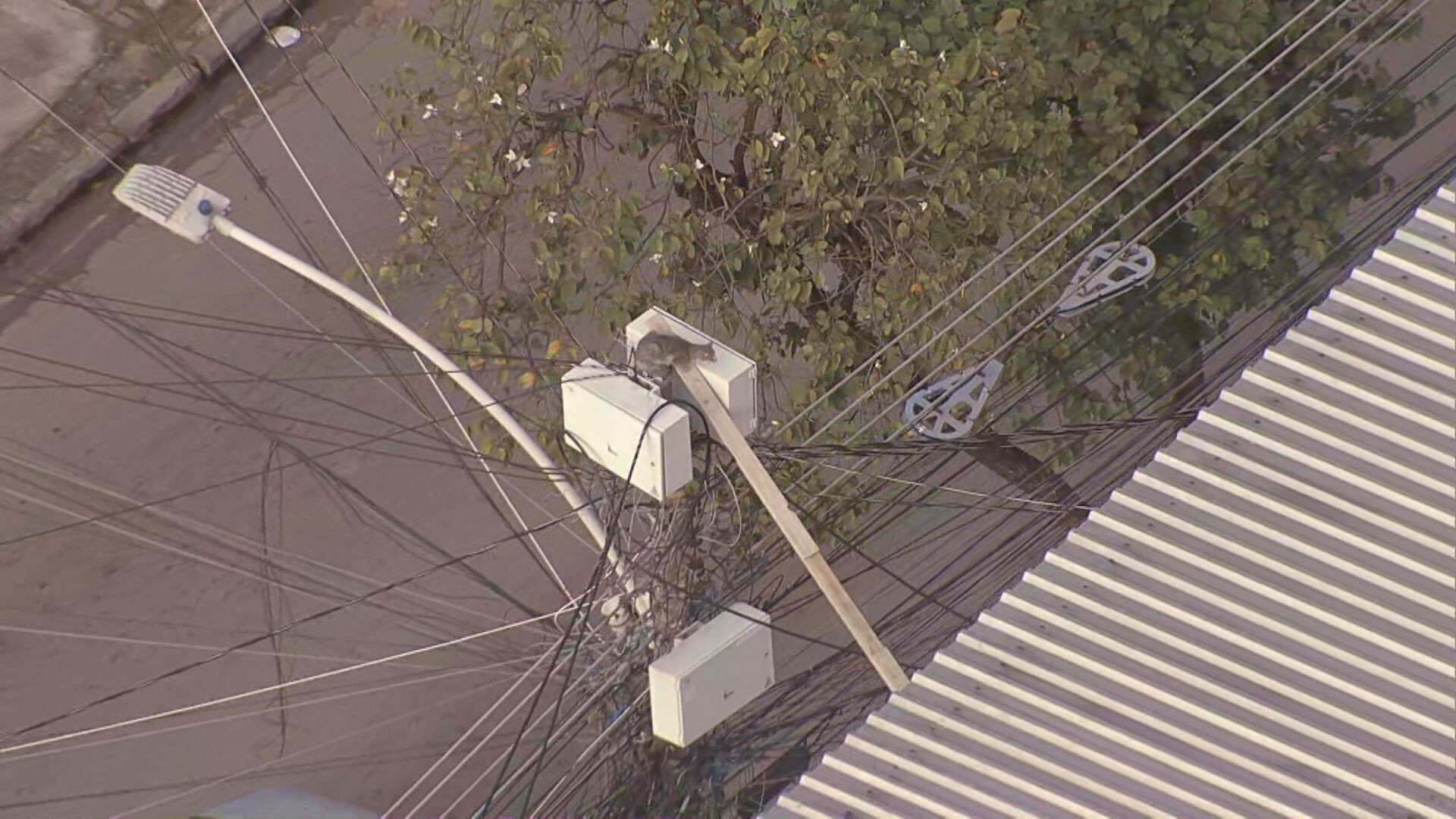 Resgate de gato em poste de energia mobiliza moradores e equipe da Light na Zona Norte do Rio