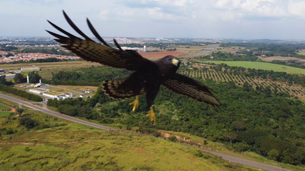 Cinegrafista filma gavi o de cauda curta com drone e registros