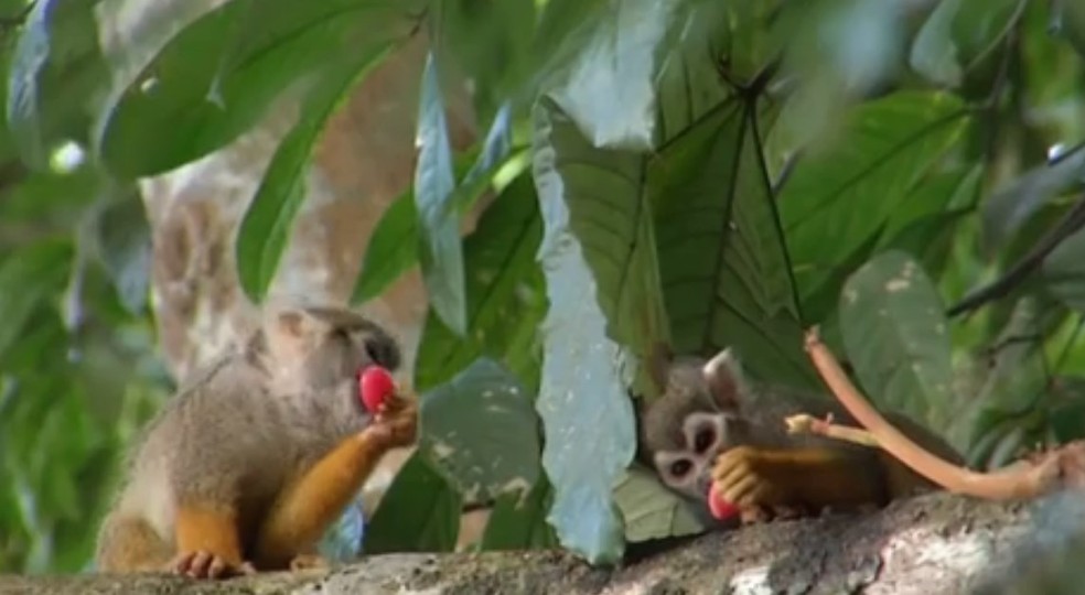 Macacos do Bosque Rodrigues Alves, em Belém, morreram após comerem