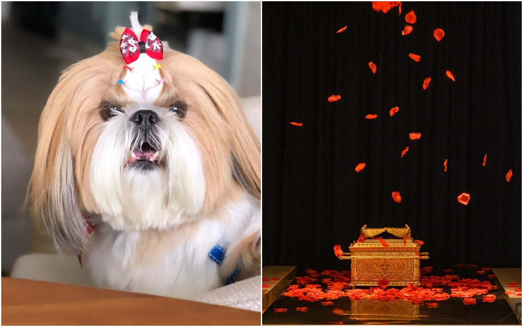 Funerais de pet com chuva de pétalas de rosas e cremação que transforma cinzas em joia chamam a atenção em Goiás