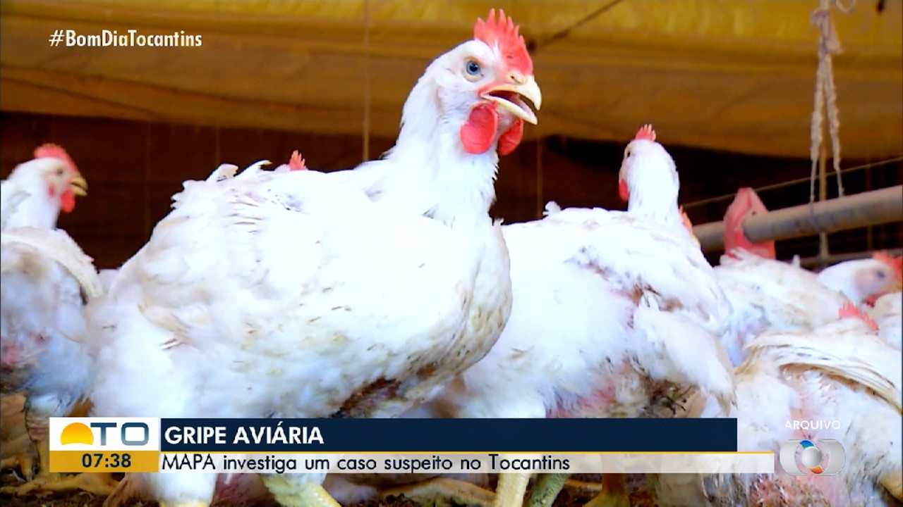 VÍDEOS: Bom dia Tocantins de segunda-feira, 19 de maio