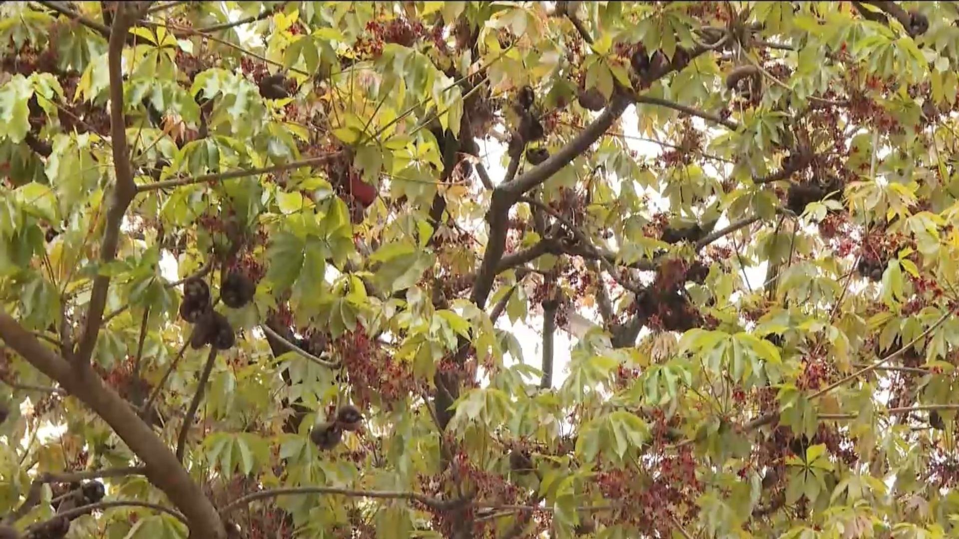 chichá-fedorento: árvore fedorenta com cheiro descrito como esgoto, ovo podre e fezes espanta moradores de cidade no Espírito Santo — Foto: Reprodução/TV Gazeta