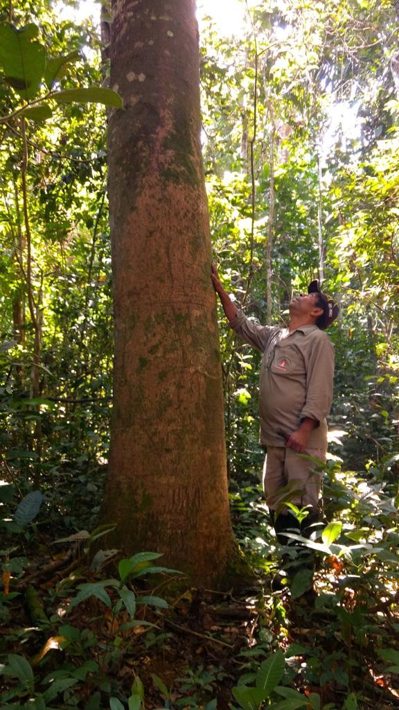 ‘Péssimos, horrorosos’, diz Mourão sobre dados de alerta de desmatamento na Amazônia em abril