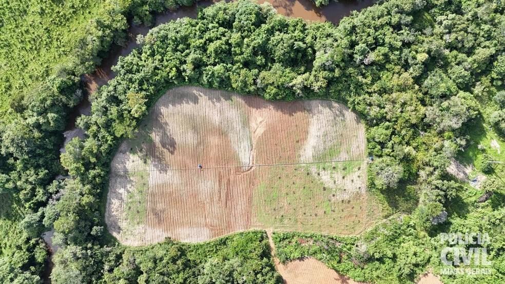 Planta&ccedil;&otilde;es foram descobertas em Senador Modestino Gon&ccedil;alves e Veredinha &mdash; Foto: Pol&iacute;cia Civil/Divulga&ccedil;&atilde;o