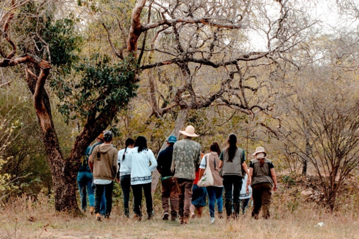 Pau-santo: árvore rara e sagrada volta a crescer em comunidades indígenas no Pantanal
