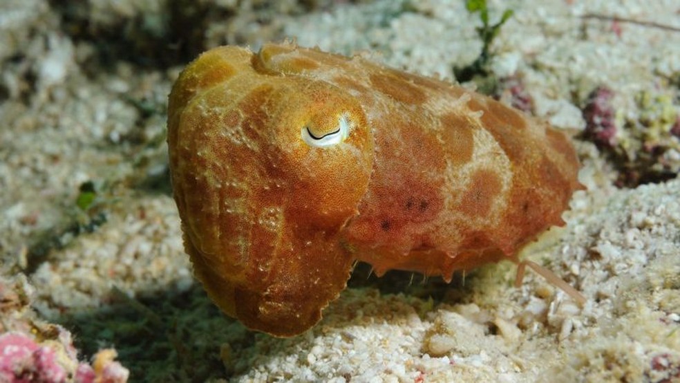 Os chocos, um tipo de molusco marinho, às vezes mudam de cor durante o sono, o que sugere que eles podem estar reagindo a eventos em sonhos — Foto: Getty Images via BBC