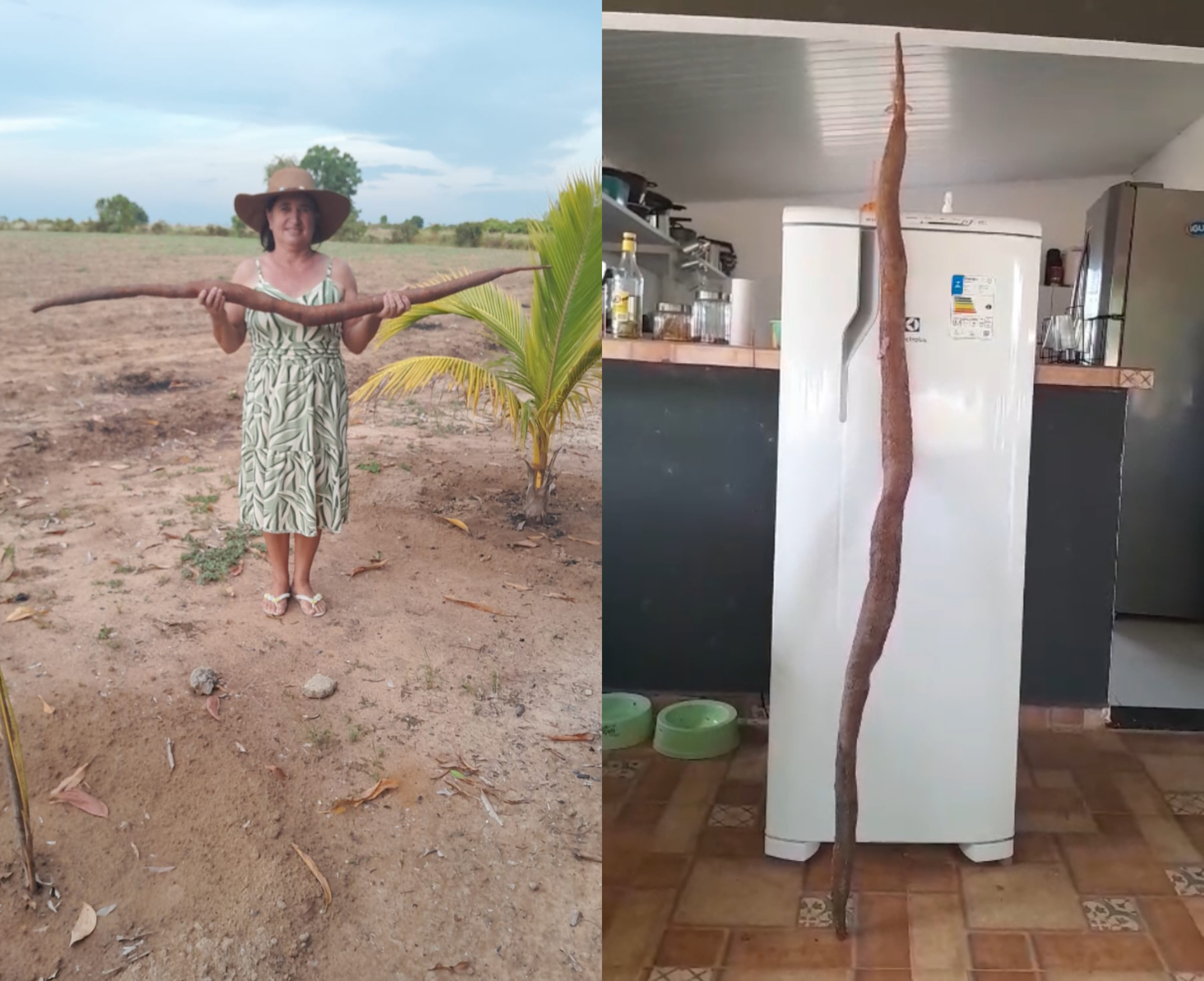Agricultora colhe mandioca ‘gigante’ de 1,8 metro maior que geladeira, em Boa Vista