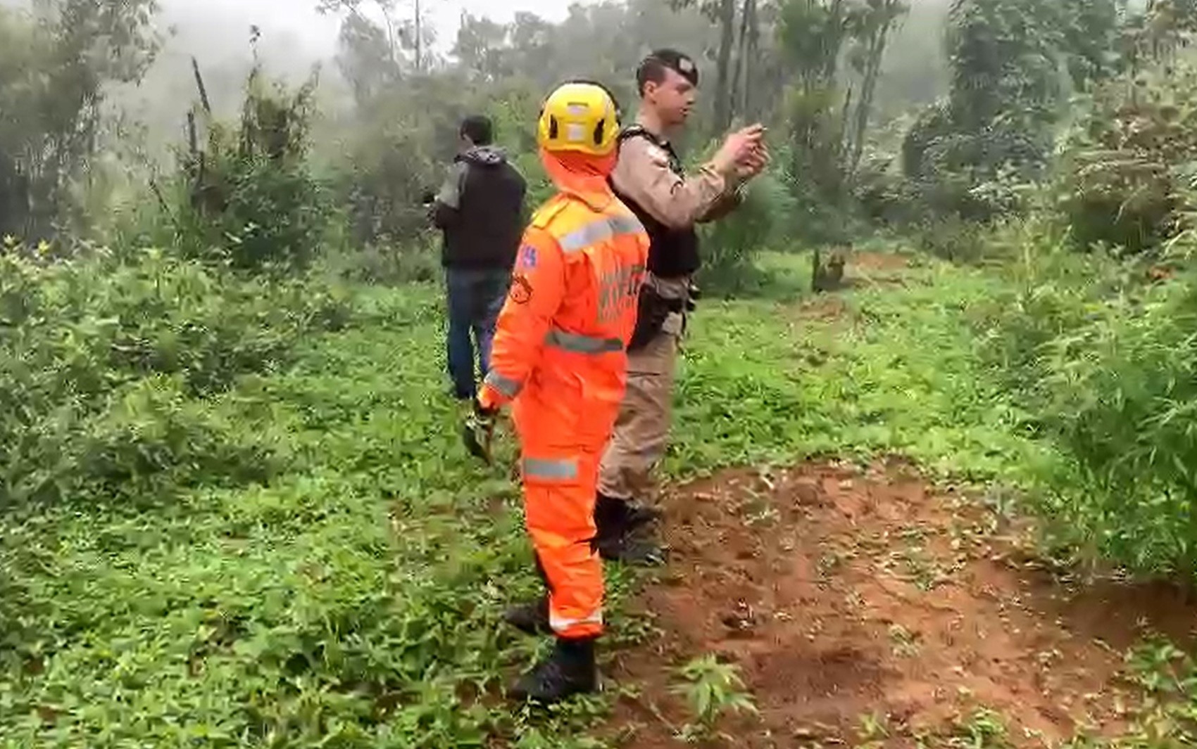 Operação prende mais de 20 pessoas e apreende 300 pés de maconha em duas cidades do Sul de Minas