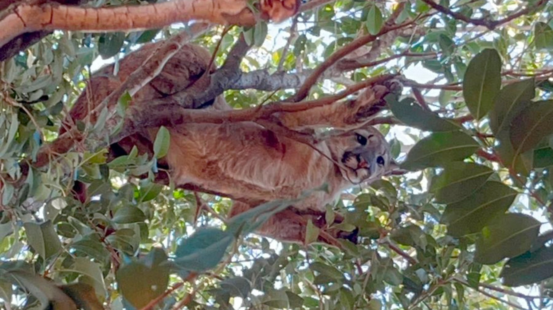 Onça-parda é resgatada no topo de árvore em propriedade rural no oeste do Paraná