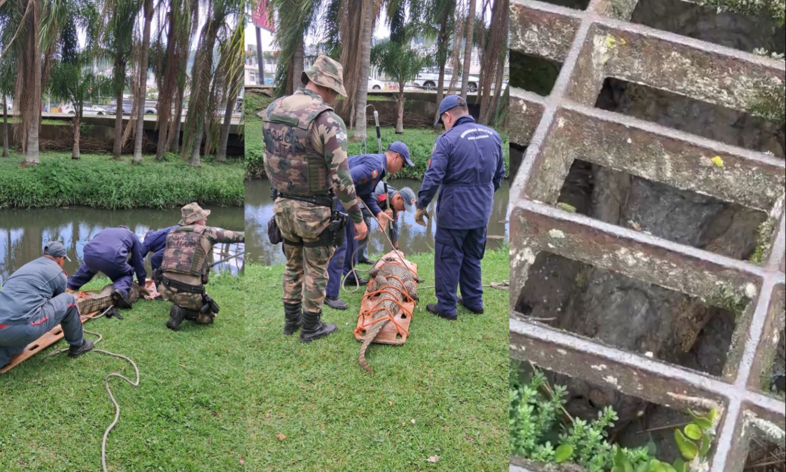 Jacaré preso dentro de bueiro em área urbana de Florianópolis mobiliza resgate; VÍDEO 