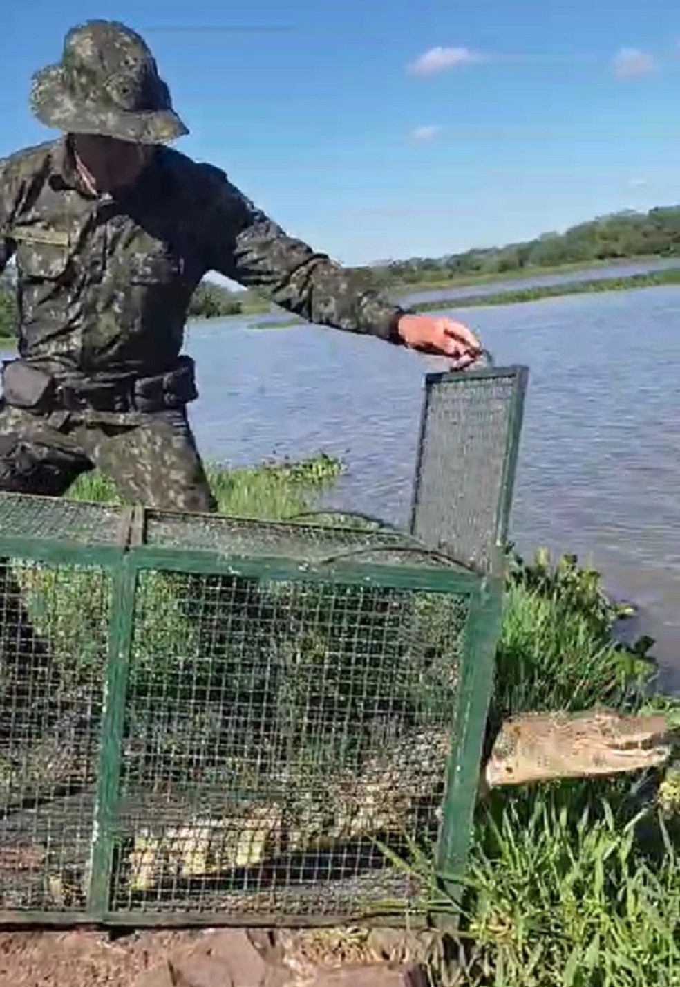 Momento em que jacaré-do-papo-amarelo foi solto em uma represa do Rio Santo Anastácio, em Presidente Prudente (SP) — Foto: Polícia Ambiental