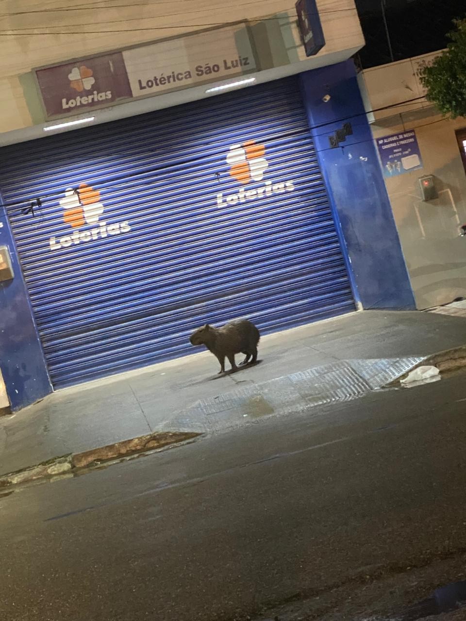 VÍDEO: Capivara é vista andando na rua em São Domingos
