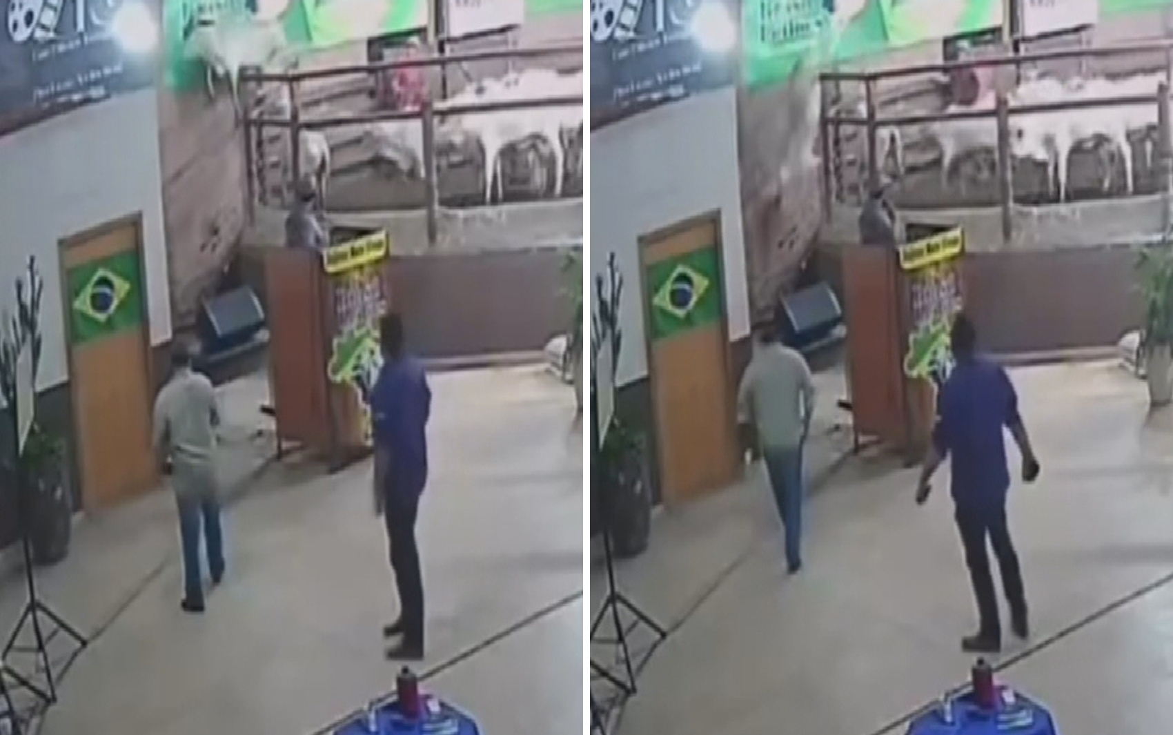 Bezerro pula sobre cercado do expositor e cai de altura mais de 3 metros durante leilão; vídeo