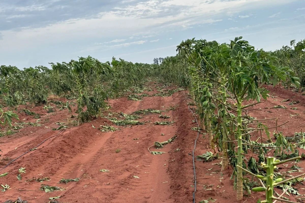 Governo de SP libera crédito emergencial de até R$ 50 mil a produtores na região de Prudente; entenda